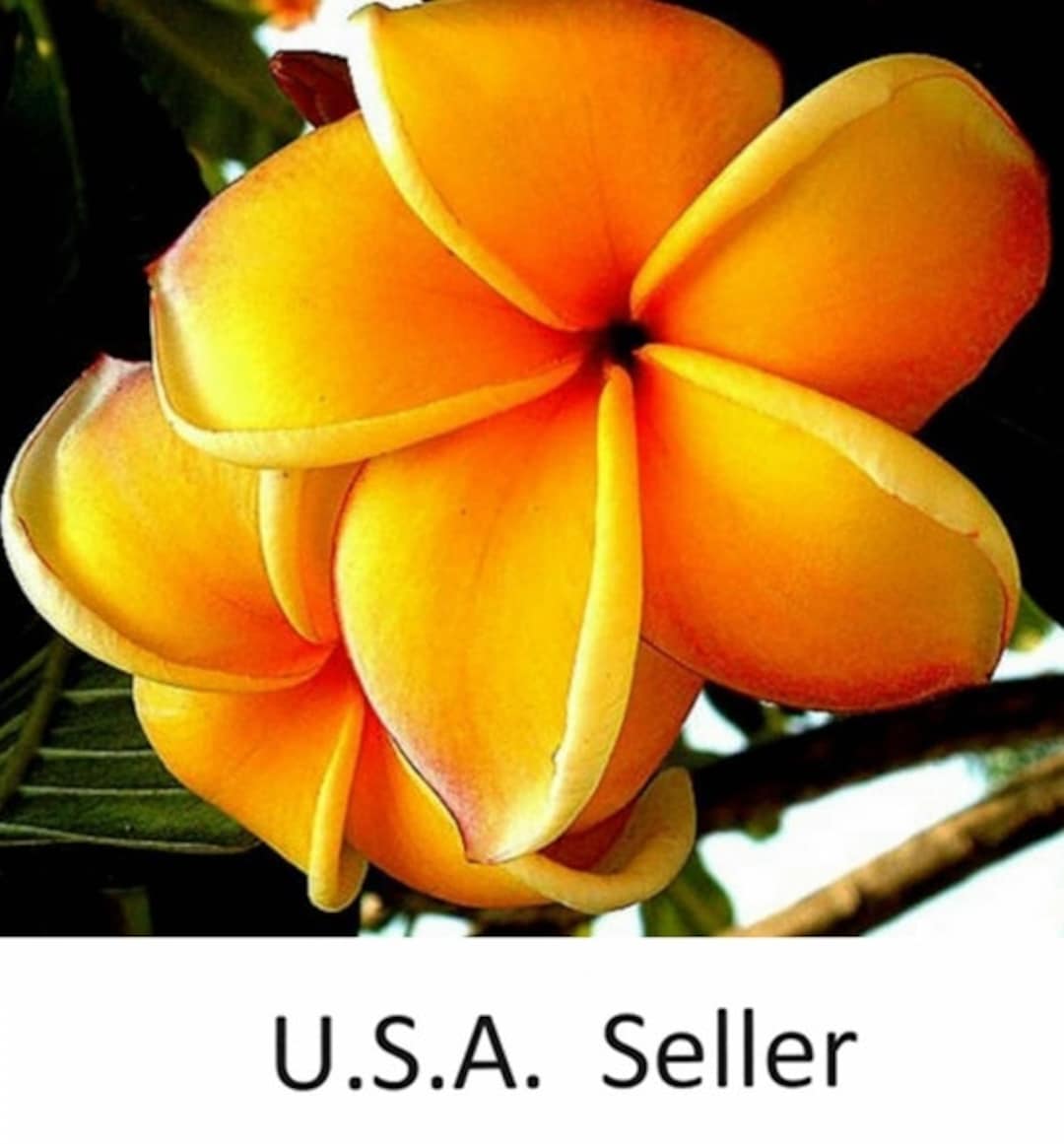 Plumeria Mango Frangipani 10, 20 Seeds Etsy