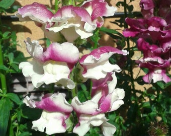 Antirrhinum majus Lucky Lips 300 seeds