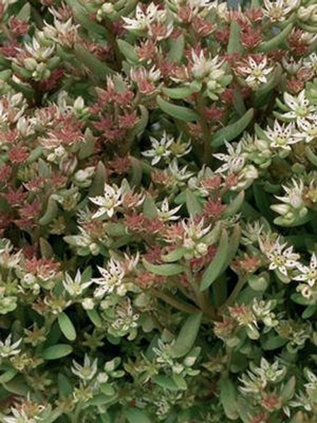 Sedum Nevii Silver Frost 100 Seeds 4S Etsy