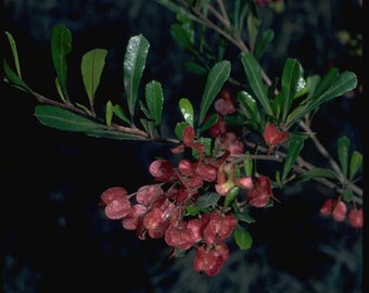 Dodonaea viscosa subsp. viscosa  Sticky Hop Bush 50 - 200 seeds 1D