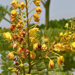 Caesalpinia sappan False Sandalwood, Sappanwood 120 seeds A