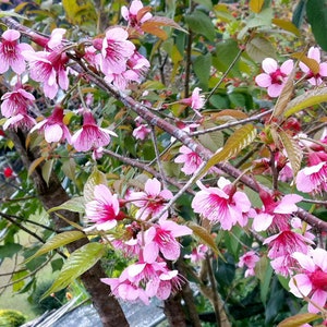 Prunus cerasoides Wild Himalayan cherry 50, 150 seeds 3 image 1