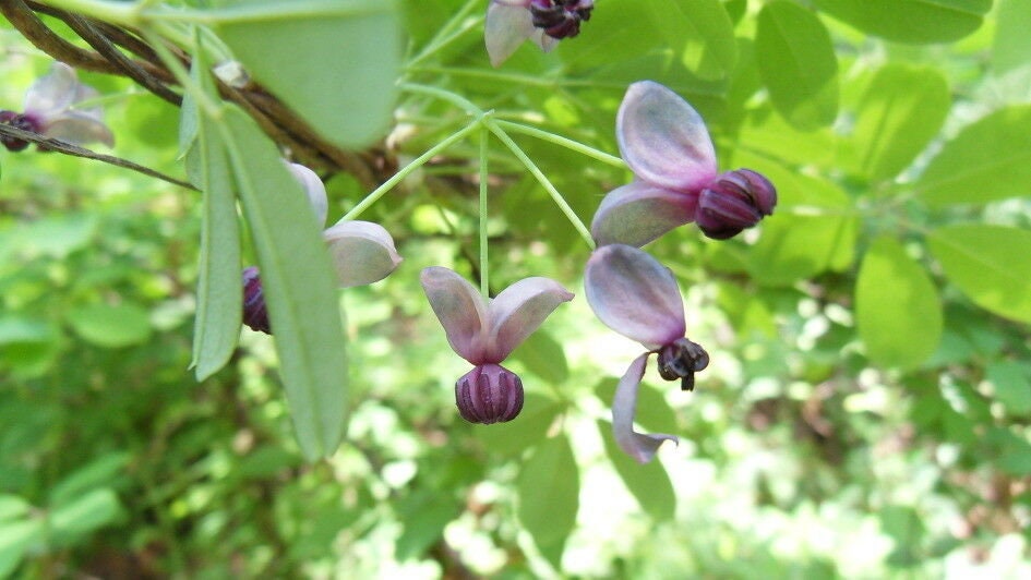 Akebia Quinata Seeds Cholatevine Korean Banana 으름 Etsy