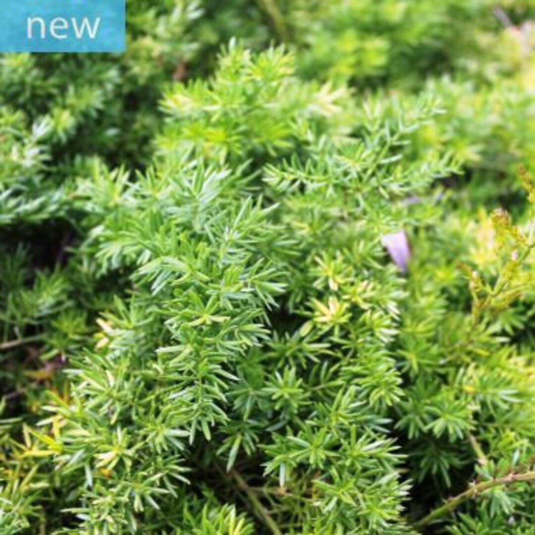 Asparagus Densiflorus 'mazeppa' , Mazeppa Emerald Fern 10 100 Seeds Etsy