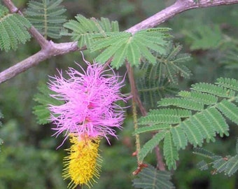 Dichrostachys cinerea  Sickle Bush 50, 100, 200 seeds