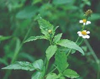 Bidens pilosa 200 seeds