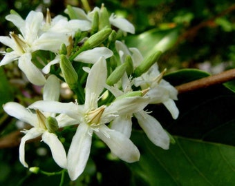 Wrightia tinctoria danthapala 50 - 200 Seeds
