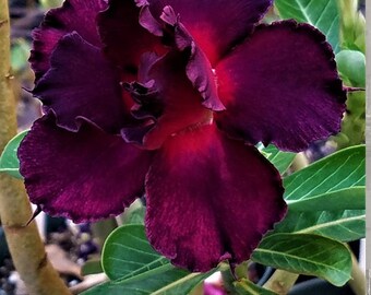 ADENIUM OBESUM DESERT ROSES DOUBLE FLOWER " DOUBLE BLACK STEEL " 20 SEEDS NEW 