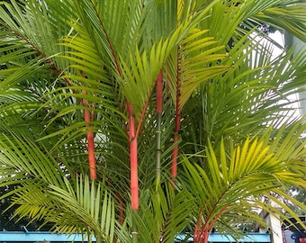 Cyrtostachys renda Sealing Wax Palm, Lipstick Palm 100 - 5,000 seeds