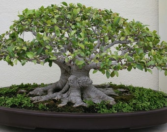 Ficus religiosa, Sacred Fig, Bo tree, Bodhi Tree or Peepal seeds 3