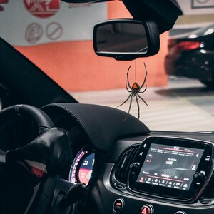 Op de afbeelding: Een zwarte spinnenauto-hanger met een rode markering op de rug hangt aan de achteruitkijkspiegel in een auto. Het dashboard en het stuur van de auto zijn zichtbaar, evenals een digitaal display met informatie.