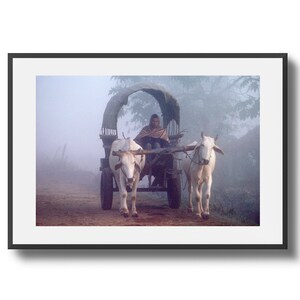 Bullock Cart. Royal Chitwan National Park, Nepal.