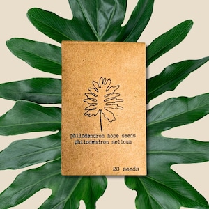 Philodendron Selloum Seeds(Philodendron &#39;Hope&#39;, Split-Leaf Philodendron) (Exotic Tropical Plant Seeds, Houseplant Seeds, Spring Gifts)