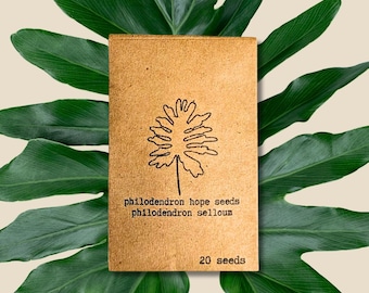 Philodendron Selloum Seeds(Philodendron &#39;Hope&#39;, Split-Leaf Philodendron) (Exotic Tropical Plant Seeds, Houseplant Seeds, Spring Gifts)