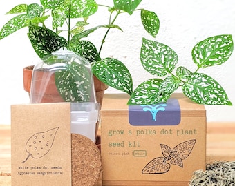 Grow a Polka Dot Seed Kit (Exotic Tropical Foliage Indoor Plant Seeds, Houseplant Seeds, Winter Gifts, Hobbies, Activities)
