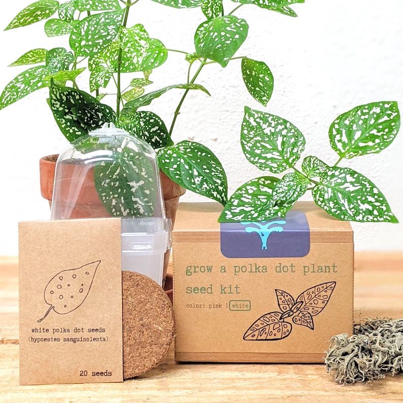 May include: A polka dot plant seed kit with a small plant in a terracotta pot. The kit includes a cardboard box with the text "grow a polka dot plant seed kit" and a packet of seeds. The plant has green leaves with white spots.