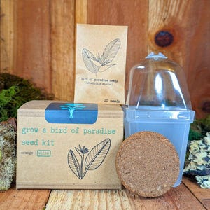 Puede incluir: Un kit para cultivar tu propia Strelitzia Reginae con un paquete de semillas de papel marr&oacute;n, una c&uacute;pula de pl&aacute;stico transparente, un disco de inicio de semillas marr&oacute;n y una caja de cart&oacute;n marr&oacute;n con el texto "grow a bird of paradise seed kit" y "orange | white".