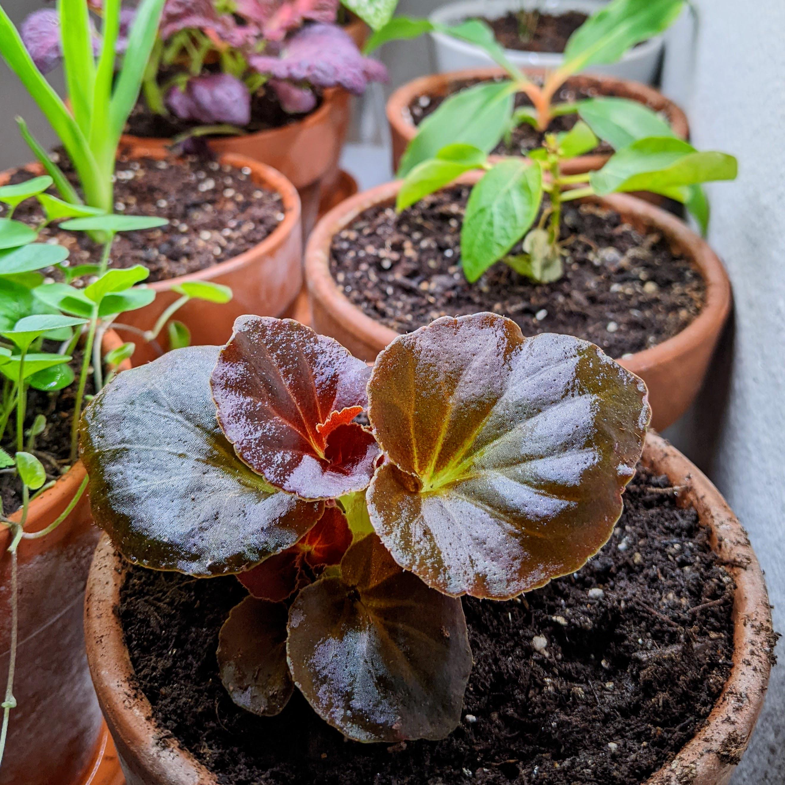 Wax Begonia Seeds (exotic Tropical Foliage Plant Seeds, Houseplant