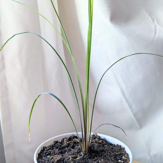 bamboo lucky bamboo Dracaena main image 0