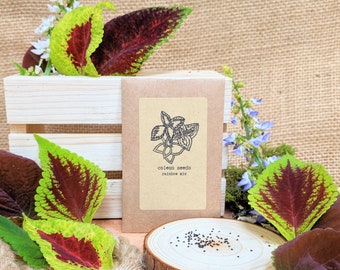 Rainbow Coleus Mix Seeds(Healthy Houseplant Seeds, Grow Your Own Houseplants Hobbies, Winter Activites) Autumn Indoor Garden