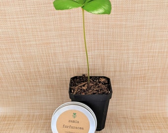 Zamia Furfuracea 'Cardboard Palm' Seeds  (Tropical Indoor Plants, Houseplant Seeds, Hobbies, Winter, Autumn Activites)