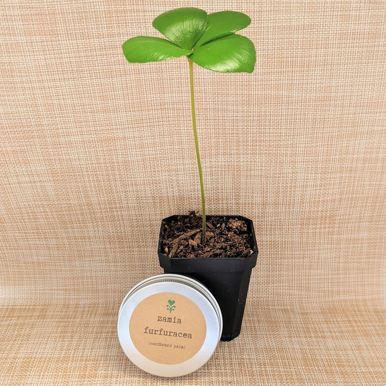 Plantflix Zamia Furfuracea Cardboard Palm Seeds