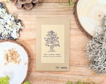 Metasequoia Glyptostroboides 'Dawn Redwood' Seeds ( Winter Activities, Gift Ideas, Stocking Stuffer )