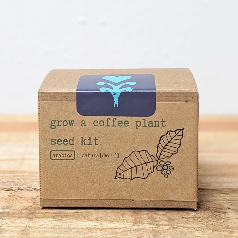 K&ouml;nnte beinhalten: Ein brauner Karton-Saatgut-Kit zum Anbau einer Kaffeepflanze. Das Kit hat ein blaues Etikett mit einem stilisierten Pflanzen-Symbol. Der Text auf der Box lautet "grow a coffee plant seed kit" und enth&auml;lt "arabica | catura[dwarf]" mit einer Kaffeepflanzen-Illustration.