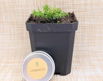 Non-GMO Heirloom German Chamomile Seeds (Healthy Kitchen Herb Seeds, Grow Your Own Herb Garden, Hobbies, Winter, Autumn Activites)