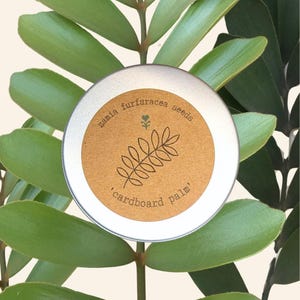 Zamia Furfuracea 'Cardboard Palm' Seeds  (Tropical Indoor Plants, Houseplant Seeds, Hobbies, Winter, Autumn Activites)