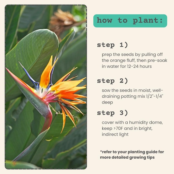 Strelitzia 'bird of Paradise' Seeds (exotic Tropical Foliage Plant Seeds,  Houseplant Seeds, Winter Gifts) - Etsy