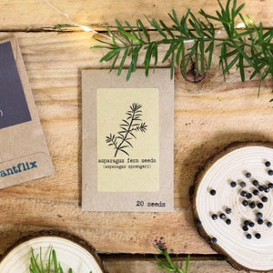 Asparagus Sprengeri &#39;Basket Asparagus&#39; Asparagus Fern Seeds (Exotic Tropical Foliage Plant Seeds, Houseplant Seeds, Winter Gifts)