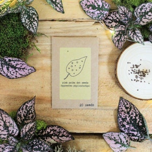 May include: A seed packet for pink polka dot seeds (Hypoestes phyllostachya) with a leaf illustration. The packet is surrounded by pink and green polka dot leaves and moss on a wooden surface. The packet reads "20 seeds".