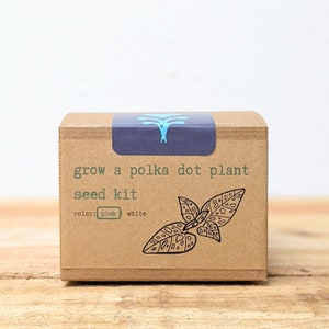 May include: A brown cardboard seed kit box with the text "grow a polka dot plant seed kit". The box has a blue label with a teal graphic. The text "color: pink white" is printed on the box. A black and white leaf illustration is on the box.