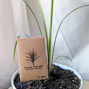 Dracaena Indivisa(Cordyline Indivisa) &#39;Dracaena Spike&#39; Seeds (Exotic Tropical Foliage Plant Seeds, Houseplant Seeds, Autumn Gifts)