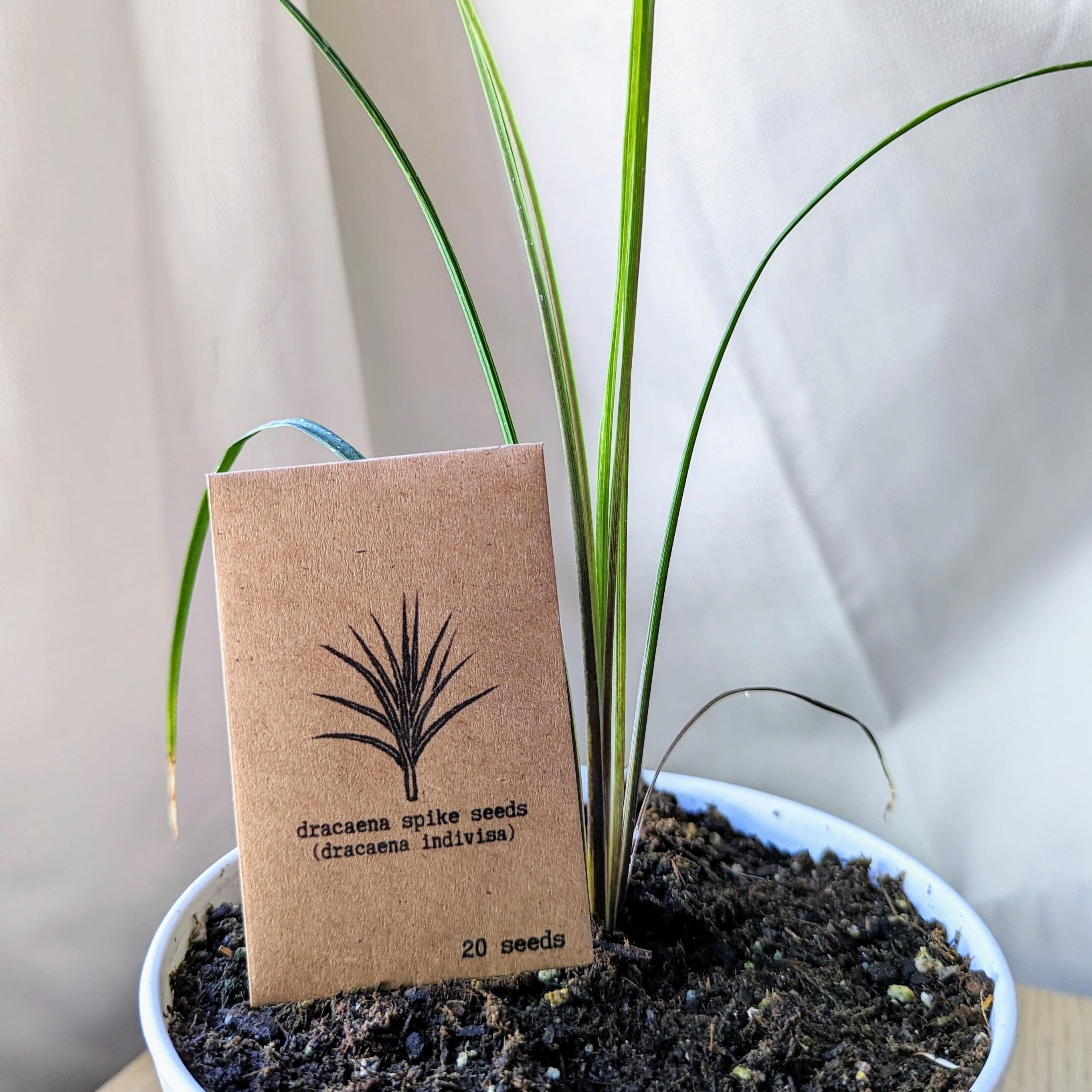 Dracaena Indivisa(cordyline Indivisa) 'dracaena Spike' Seeds