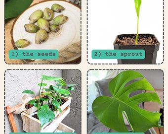 Monstera Deliciosa Seeds(fresh and Batch-tested Exotic Tropical Foliage  Plant Seeds!) Winter Indoor Garden Activities - Etsy