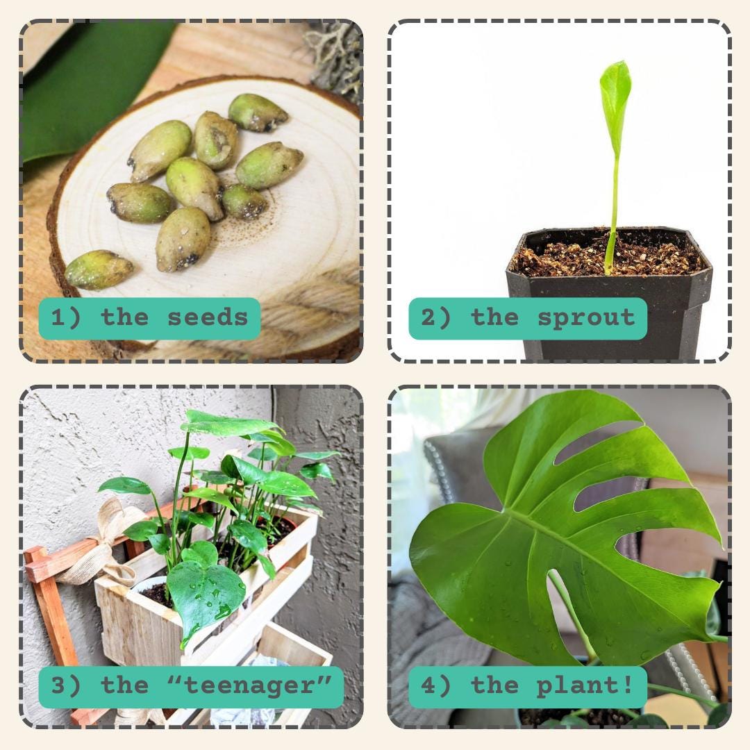 Monstera Deliciosa Seeds(fresh and Batch-tested Exotic Tropical Foliage  Plant Seeds!) Winter Indoor Garden Activities - Etsy