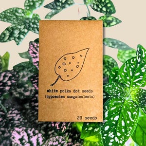 Polka Dot Plant Seeds(Pink/White)- Hypoestes Phyllostachya Seeds (Exotic Tropical Foliage Plant Seeds, Houseplant Seeds, Winter Gifts)