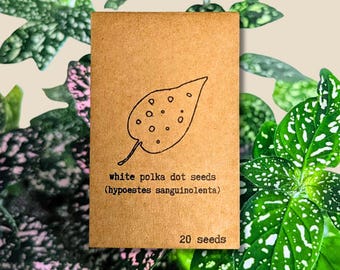Polka Dot Plant Seeds(Pink/White)- Hypoestes Phyllostachya Seeds (Exotic Tropical Foliage Plant Seeds, Houseplant Seeds, Winter Gifts)