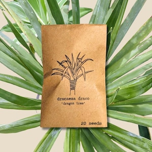 Dracaena Draco &#39;Dragon Tree&#39; Seeds (Exotic Tropical Foliage Plant Seeds, Houseplant Seeds, Winter Gifts)
