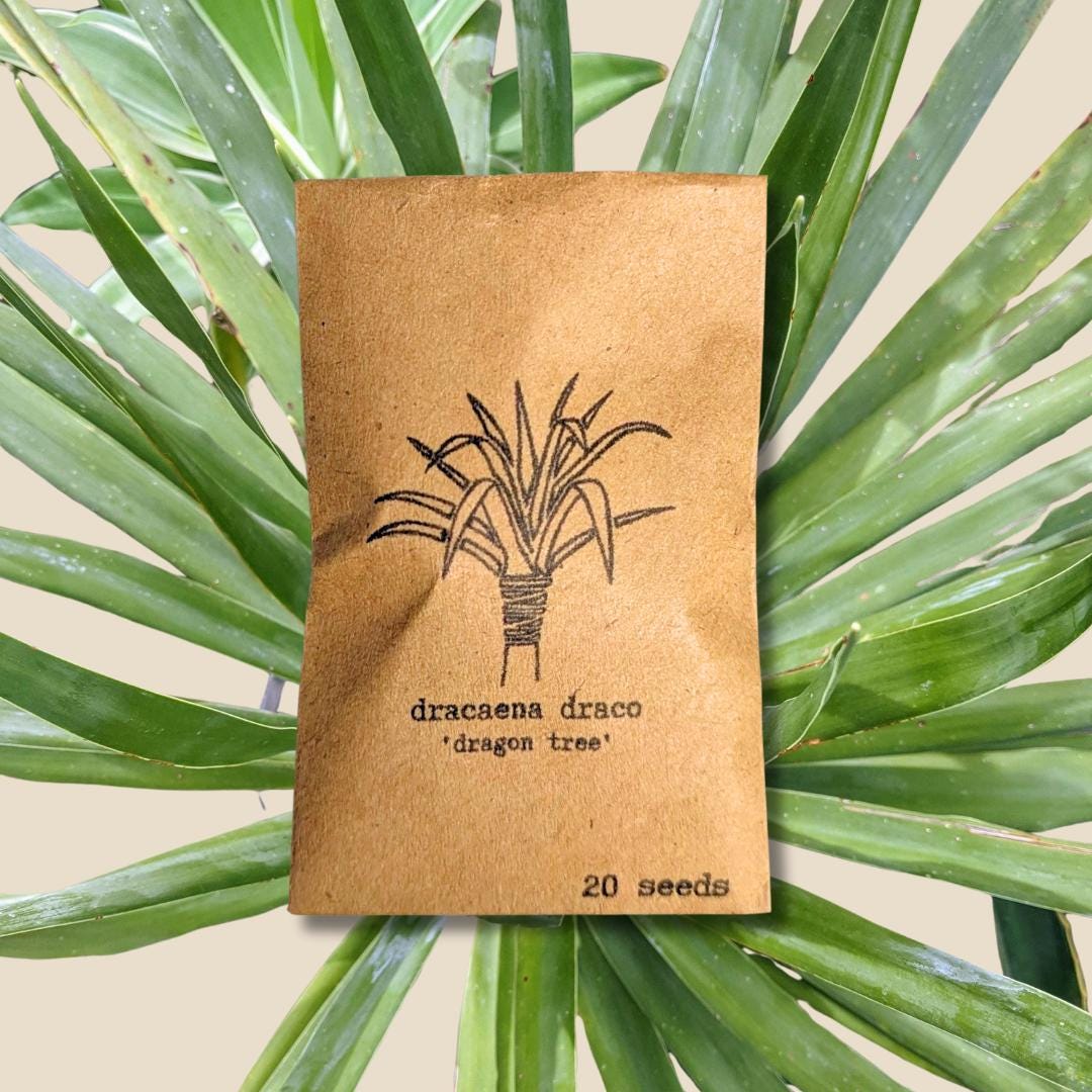 Dracaena Draco 'dragon Tree' Seeds (exotic Tropical Foliage Plant Seeds