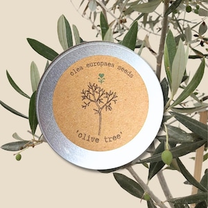Olive Tree &#39;Olea Europaea&#39; Seeds  (Tropical Indoor Plants, Houseplant Seeds, Hobbies, Winter, Spring Garden)