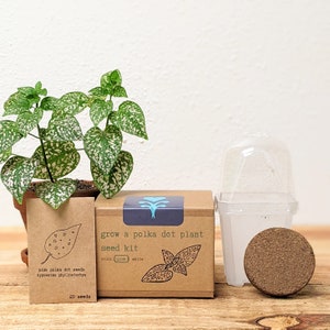 May include: A polka dot plant seed kit with a small potted plant, a seed packet, and a small growing container. The seed kit box reads "grow a polka dot plant seed kit" with the color options "pink" and "white". The seed packet says "pink polka dot seeds".