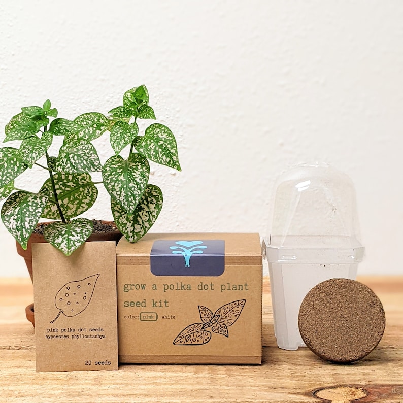 May include: A polka dot plant seed kit with a small potted plant, a seed packet, and a small growing container. The seed kit box reads "grow a polka dot plant seed kit" with the color options "pink" and "white". The seed packet says "pink polka dot seeds".