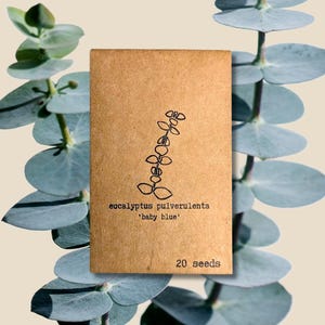 Eucalyptus Pulverulenta &#39;Baby Blue&#39; Seeds (Exotic Tropical Foliage Plant Seeds, Houseplant Seeds, Autumn Gifts)