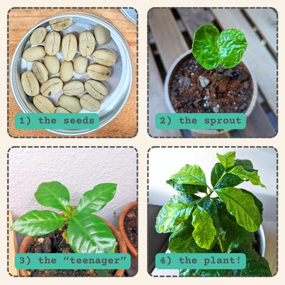 Coffea Arabica 'coffee Plant' Seeds (tropical Indoor Plants, Houseplant  Seeds, Hobbies, Winter, Autumn Garden, Activities, Hobbies, Gifts)) - Etsy
