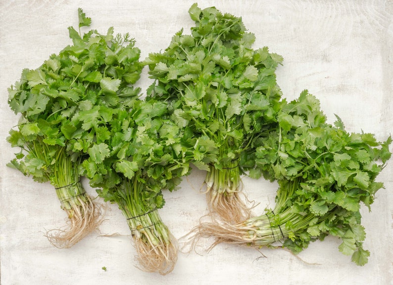 Heirloom Non-GMO Organic Cilantro Seeds Healthy Kitchen Herb Seeds, Grow Your Own Herb Garden, Hobbies