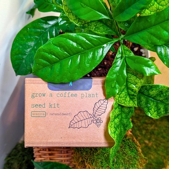 Grow a Coffee Plant Seed Kit (Exotic Tropical Foliage Indoor Plant Seeds, Houseplant Seeds, Winter Gifts, Hobbies, Activities)