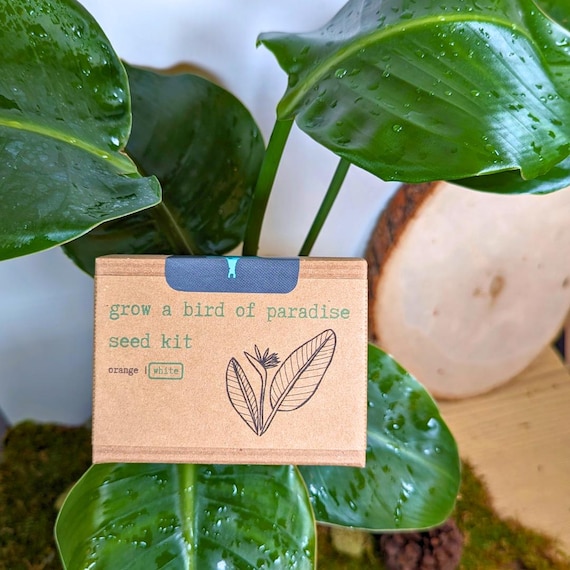 Grow a Bird of Paradise Plant Seed Kit (Indoor Gardening, Gifts for Christmas)